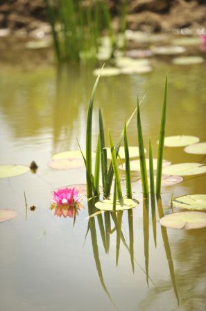 Mare du jardin d'Escourbiac à Graulhet, photo de Daniel Vijorovic