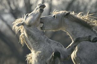 Hans Silvester, chevaux de camargue, visuel tombola festiphoto 2015