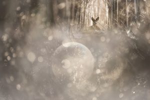 Les photographie de l'année - Le jardin secret, © Myriam Dupouy