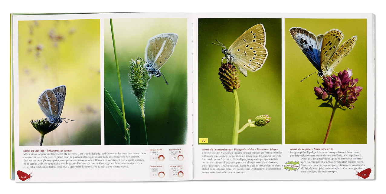 Papillons tout naturellement, Collection Clin d'oeil nature, Lorraine Bennery, Oiseau Plume éditions, intérieur