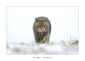 Focus sur l'autoédition, Joël Brunet, Bugey Sauvage