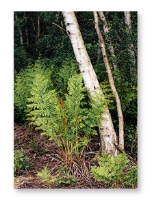 Nature Sensible, Marie Joubert, couverture