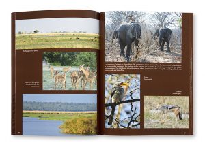 Immersion dans les réserves africaines, du Cap de la Bonne Espérance à la Vallée du Rift, Laurent But, intérieur