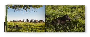 Ganadère landais en 2020, Cyrille Vidal, Francis Poustis, éditions Passiflore, intérieur
