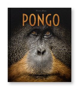 Pongo, à la rencontre des ourangs-outans, Maxime Aliaga, couverture