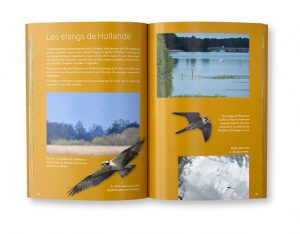 Les quatre saisons en forêt de Rambouillet, « la vie sauvage à nos portes », Laurent But, intérieur