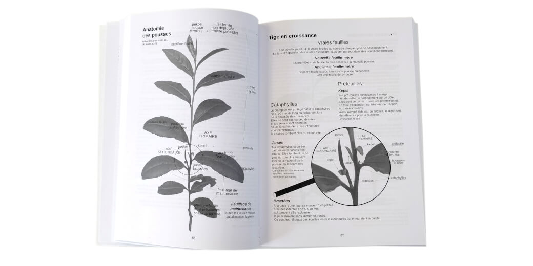 Techniques de base - feuilles 