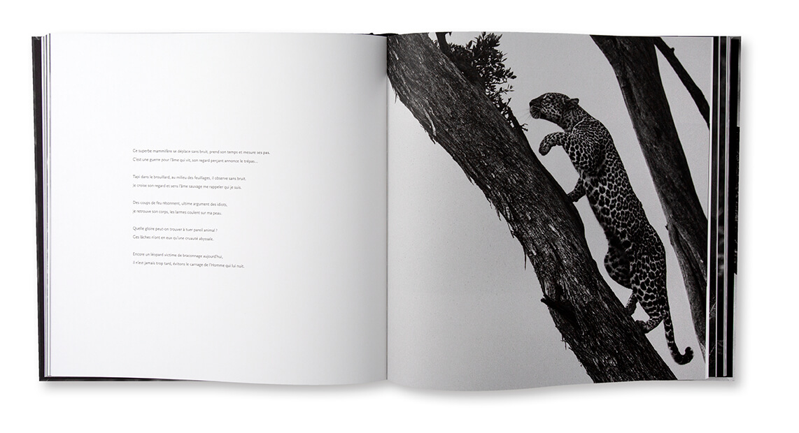 Pardus, sur la trace du léopard, Nicolas Orillard-Demaire, Spot Editions